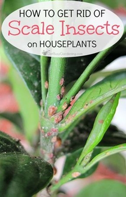 घर के पौधों पर कीड़े से छुटकारा पाने का घरेलू उपाय