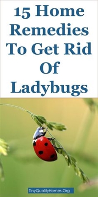 Home Remedy untuk Menyingkirkan Bug pada Tanaman Rumah
