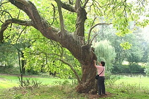 Árvores com vagens longas como feijão