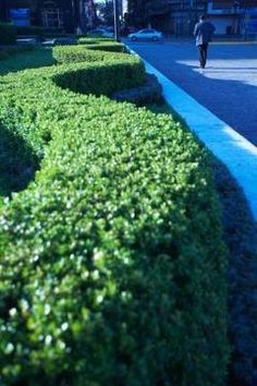 Jak získat Privet Hedge rychle roste