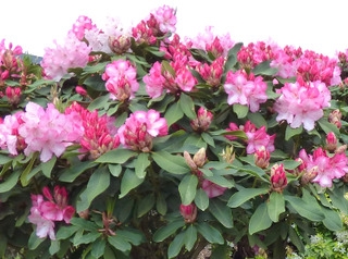 Comment faire revivre un rhododendron en détresse