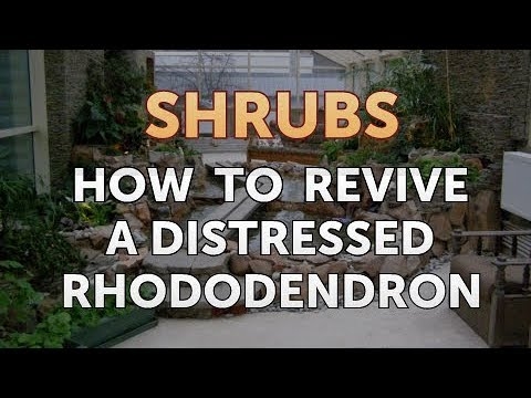 Ako oživiť zúfalý rododendron