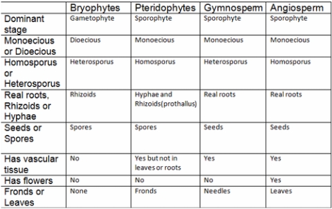 Caracteristicile vâscilor și gimnospermei și angiospermei