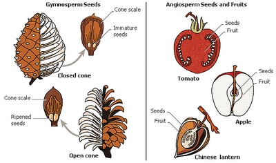 Egenskaperna hos ormbunkar och gymnosperm och angiosperm