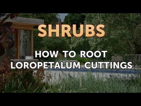 Bagaimana cara Root Stop Loropetalum