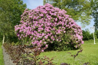 Cara Membawa Rhododendron Kembali ke Kehidupan