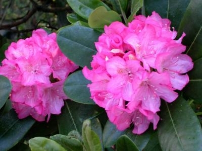 Ako priniesť rododendron späť do života