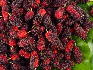 Πώς να επιλέξετε και να αποθηκεύσετε Mulberries