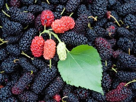 Cara Pilih dan Simpan Mulberry