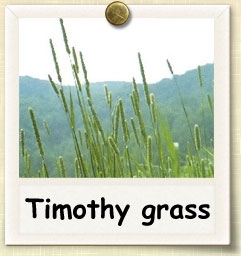 Cara Menumbuhkan Timothy Hay
