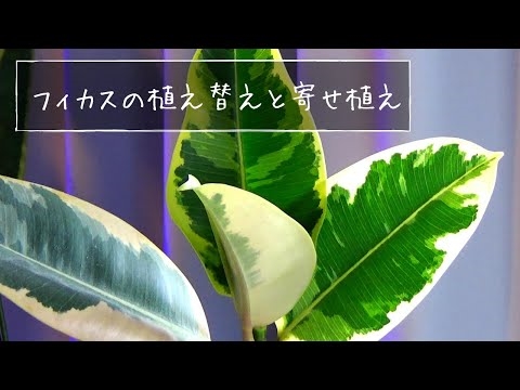 ゴムの木の植物を植え替える方法