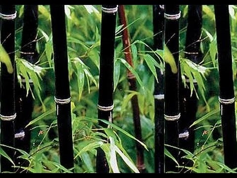 كيف ينمو الخيزران الأسود من البذور