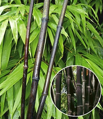 Wie man schwarzen Bambus aus Samen wächst