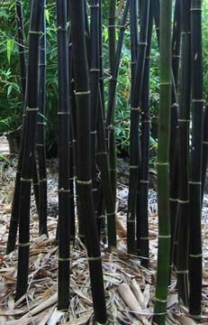Cómo cultivar bambú negro a partir de semillas