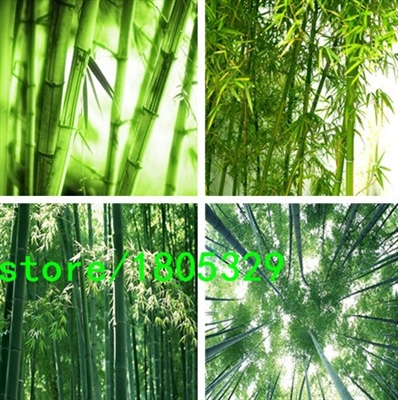 Come coltivare bambù nero da seme