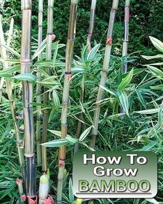 Kaip užauginti juodą bambuką iš sėklų