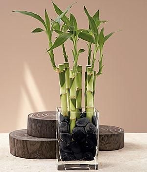 Kā no sēklām izaudzēt melno bambusu