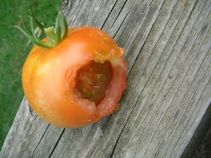 Sådan stopper egern fra at spise dine tomater