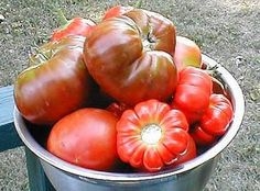 Cómo evitar que las ardillas coman tus tomates