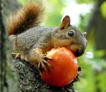 Come impedire agli scoiattoli di mangiare i tuoi pomodori