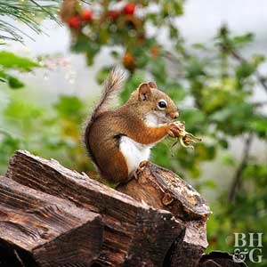 Jak powstrzymać wiewiórki przed jedzeniem pomidorów