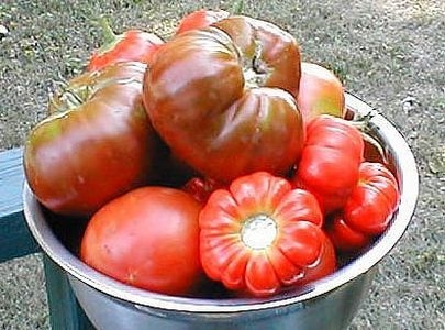 Como parar esquilos de comer seus tomates