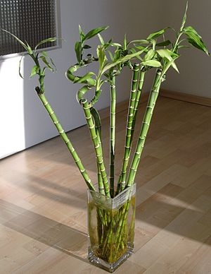 Wie Bambusstecklinge in Wasser wachsen