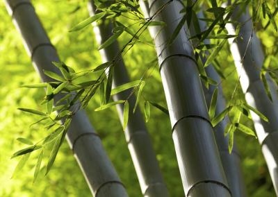 Como cultivar mudas de bambu na água