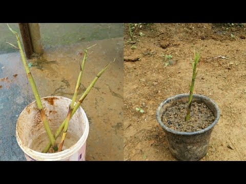 Suda Bambu Kesimler Nasıl Büyümek