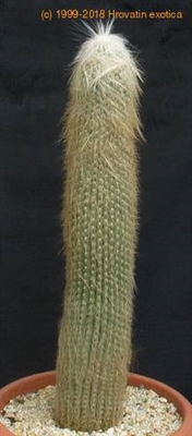 Πώς να φροντίσετε ένα γέρο Cactus