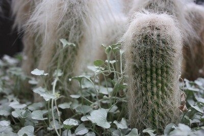 Cómo cuidar a un cactus viejo