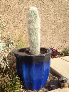 Jak dbać o Old Cactus