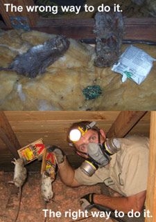 Como se livrar de morcegos com óleo de hortelã-pimenta