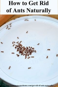 Cómo encontrar dónde entran las hormigas en la casa