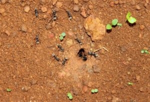 Jak znaleźć gdzie mrówki docierają do domu