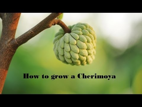 Kā no sēklām izaudzēt Cherimoya koku