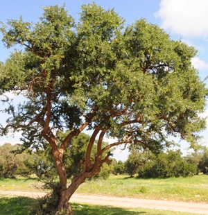 كيف ينمو شجرة أرغان
