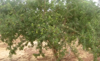 Hoe een arganboom te laten groeien