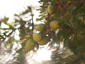 Hvordan dyrke et argan-tre