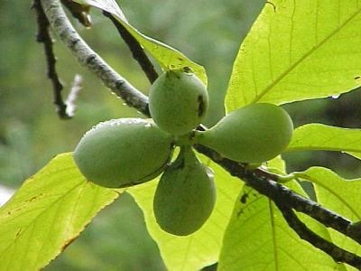 Citrusové stromy v Tennessee