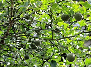 Drevesa citrusov v Tennesseeju