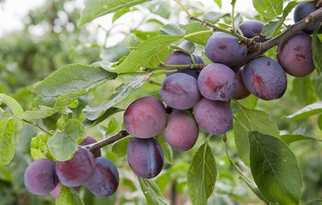 Как фруктовое дерево выращивает фрукты?