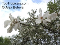 Sådan forplantes Michelia champaca
