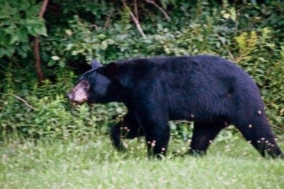 Cara Menyingkirkan Beruang Dari Tong Sampah