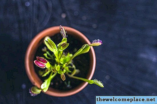 3 plantas carnívoras que comem felizes insetos traquinas (confie em nós, você as quer)