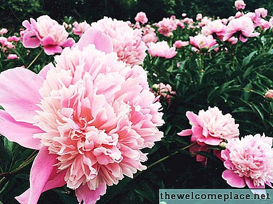 9 लाभकारी कीट हर फूलों के बगीचे और फूलों की झाड़ियों की आवश्यकता होती है