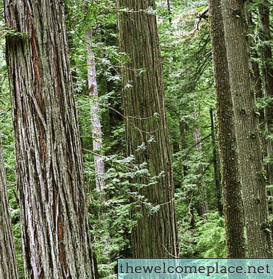 Абиотични фактори в екосистемата на Redwood Forest