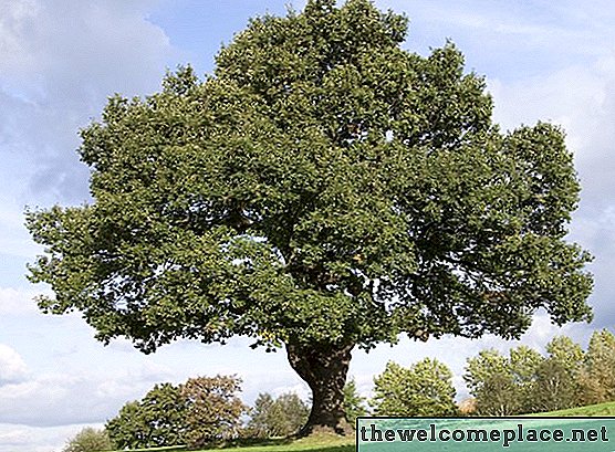 Mengenai Pokok Oak