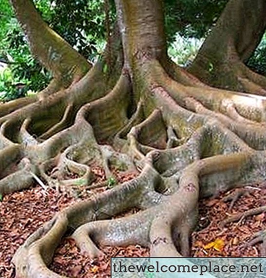À propos des racines des arbres