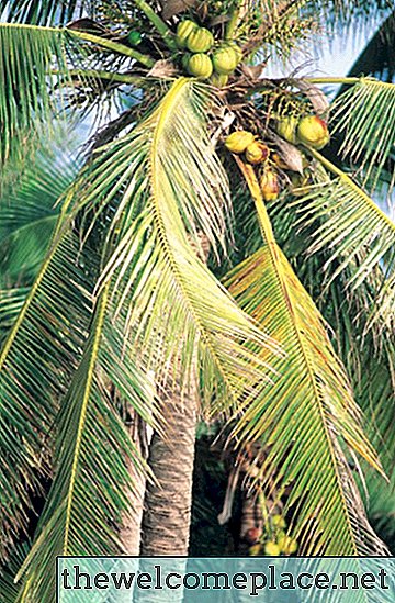 Anpassungen des Kokosnussbaums
